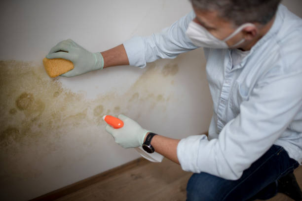 Best HVAC Mold Remediation in Lakeside, TX