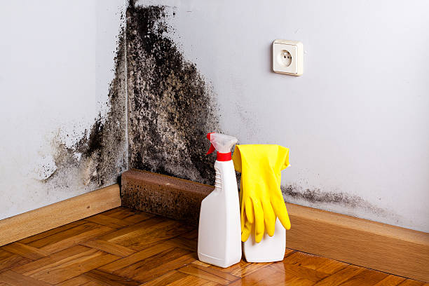 Lakeside, TX Mold Remediation Company
