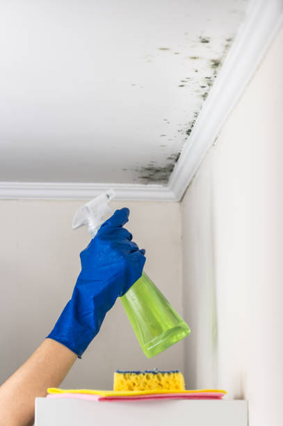 Best Industrial Mold Remediation in Lakeside, TX
